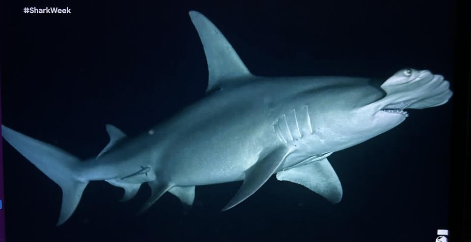 Hammerhead sharks can sense electrical pulses like human heartbeats.