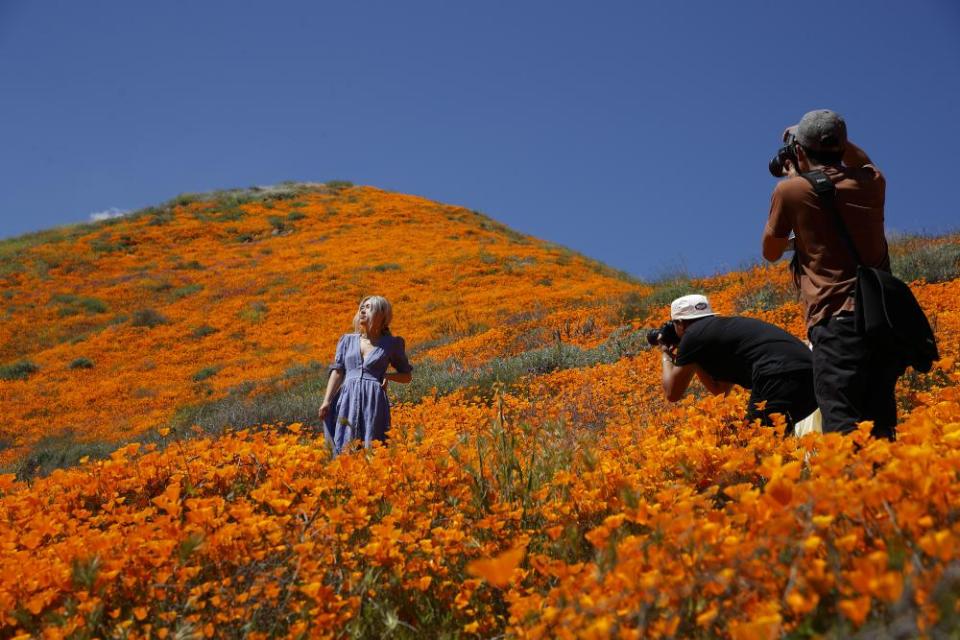 The fields of poppies in Lake Elsinore attracted crowds including Instagram influencers and even celebrities.