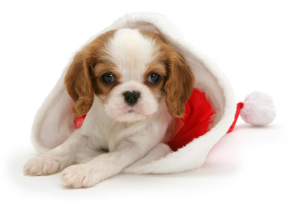 Cats and dogs in Santa hats for Christmas