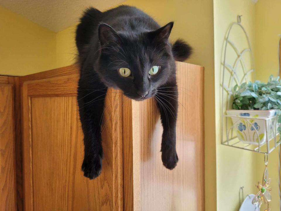 Black cat perched atop a wooden cabinet, with it's front paws dangling in front
