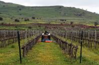 FILE PHOTO: A man drives an agricultural tractor in a vineyard in the Israeli-occupied Golan Heights