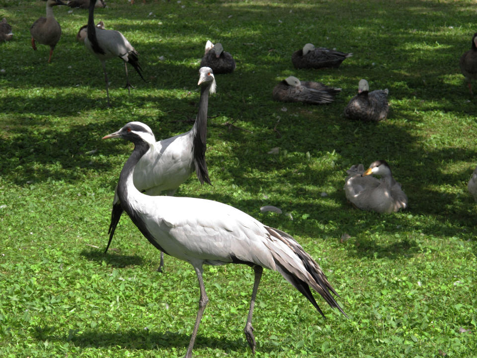 This Aug. 10, 2013 photo shows demoiselle cranes at the Livingston Ripley Waterfowl Conservancy in Litchfield, Conn. The cranes, natives of Eurasia, are among hundreds of birds, including many rare and endangered species, that are cared for at the conservancy. (AP Photo/Helen O'Neill)