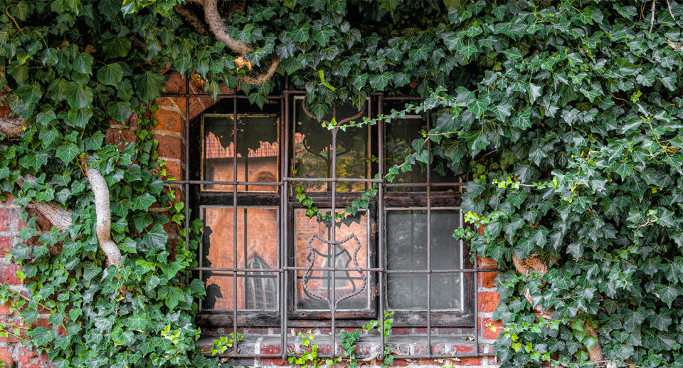 Vines climbing plant insulating homes. (Getty Images)