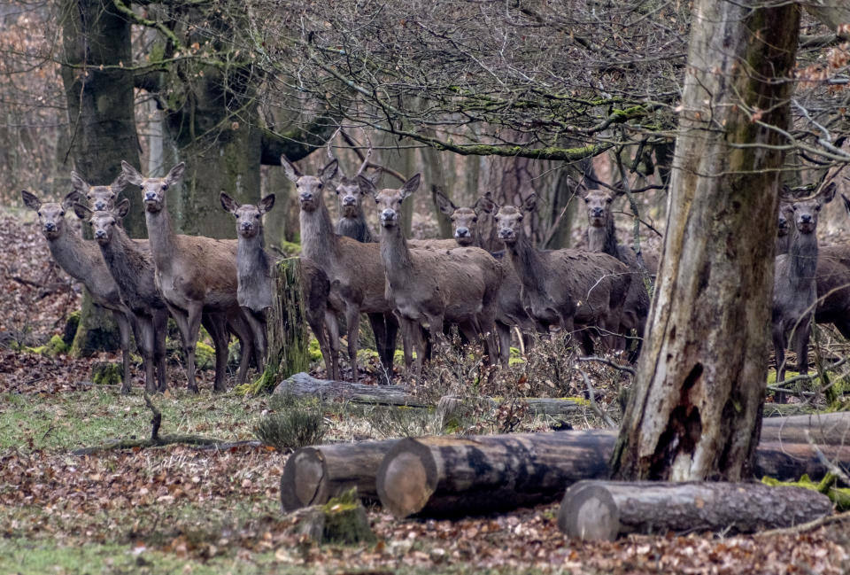 A deer herd stands in a forest in the Taunus region near Frankfurt, Germany, March 2, 2024. (AP Photo/Michael Probst, File)