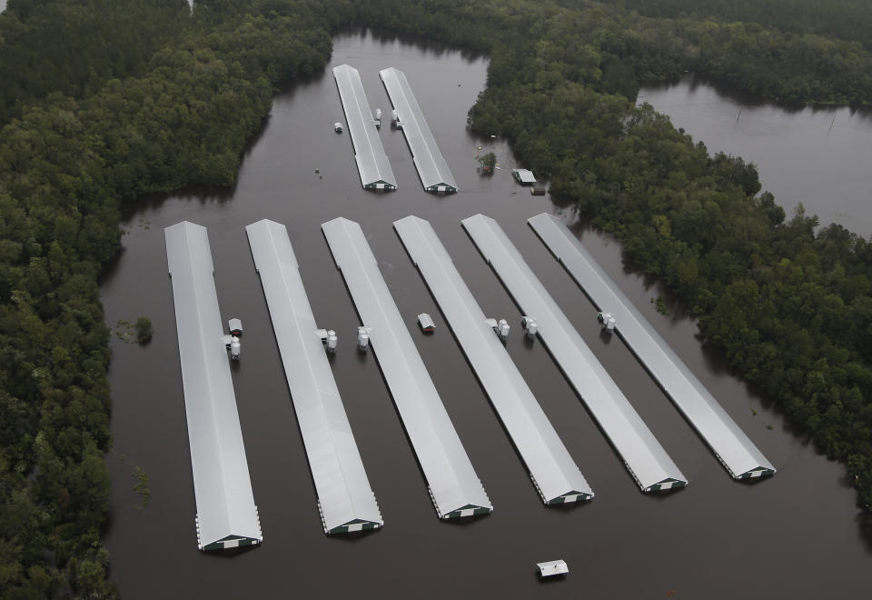 Chicken farm buildings are inundated with floodwater from Hurricane Florence near Trenton, N.C., Sunday, Sept. 16, 2018. (AP Photo/Steve Helber)