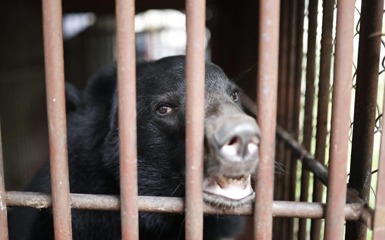 Global animal welfare organization FOUR PAWS successfully rescued an Asiatic black bear from illegal private keeping in Son La province in Vietnam - Four Paws