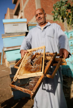 Rayhan Meligy, an Egyptian beekeeper, shows damaged beehives in his farm in the city of Shibin El Kom, Al- Al-Monofyia province, northeast of Cairo, Egypt November 30, 2016. Picture taken November 30, 2016. REUTERS/Amr Abdallah Dalsh