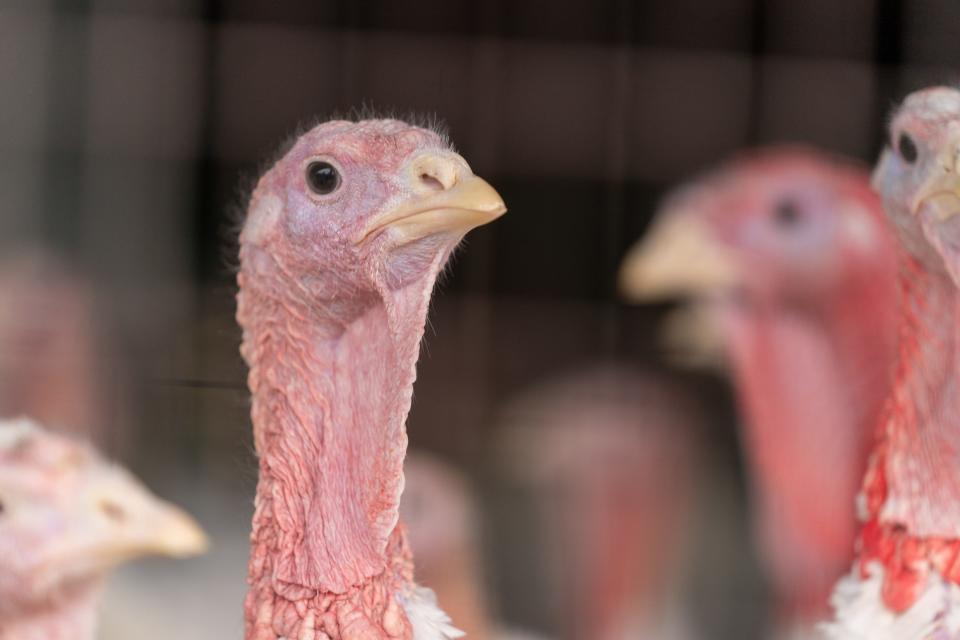 Turkeys at Lee Turkey Farm in East Windsor.