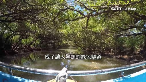 紅樹林蔓延圍繞河道，台南的綠色隧道有「台版亞馬遜河」之稱。