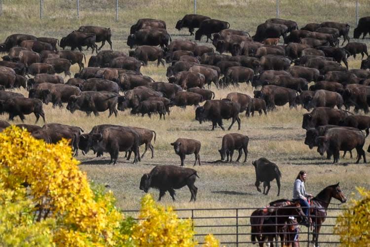 The herd makes their final push into the corrals during the 58th annual Custer Buffalo Roundup on Friday morning at Custer State Park.