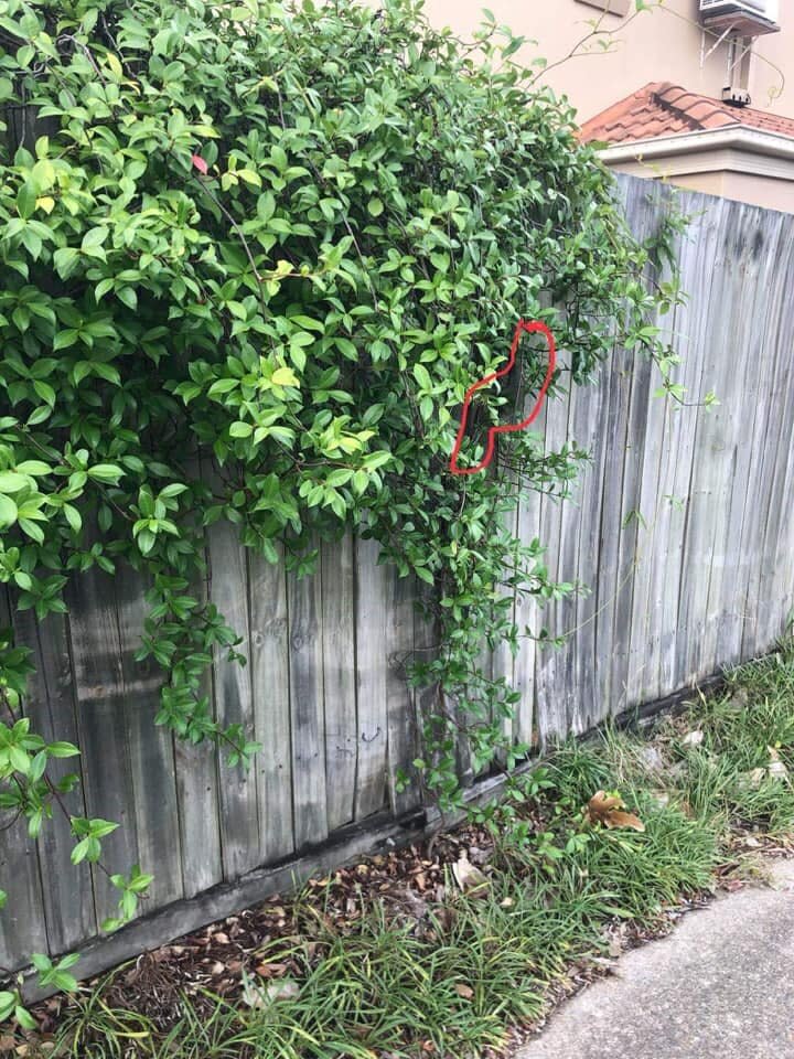 The snake was hiding in an unexpected position in the hanging bush. Source: Facebook/Brisbane Snake Catchers