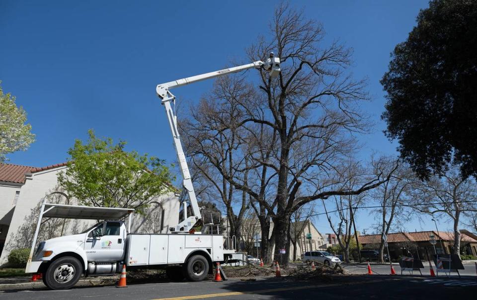 Modesto forestry division trims a Modesto Ash on 16th Street in Modesto, Calif., Thursday, March 14, 2024.