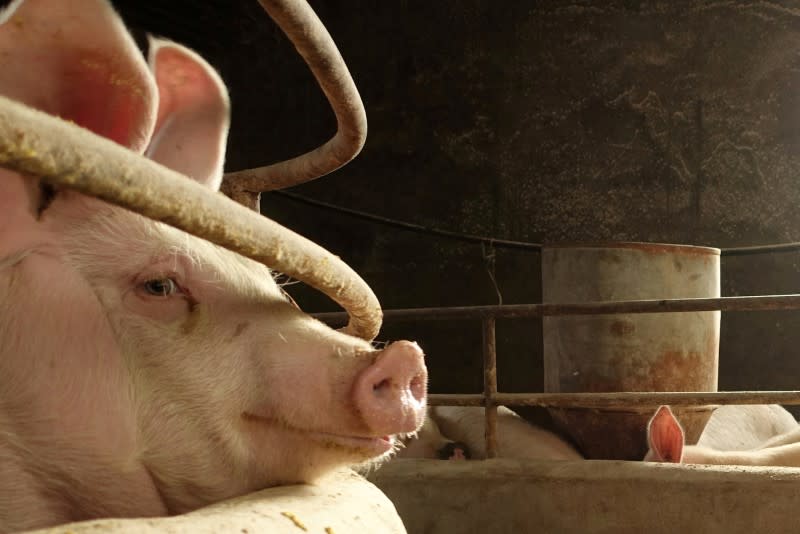 FILE PHOTO: Pig is seen on the farm of pig farmer Han Yi at a village in Changtu