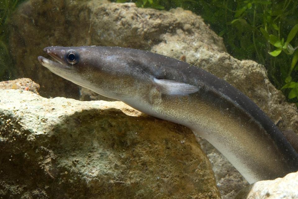 Tests were carried out on eels (Getty)