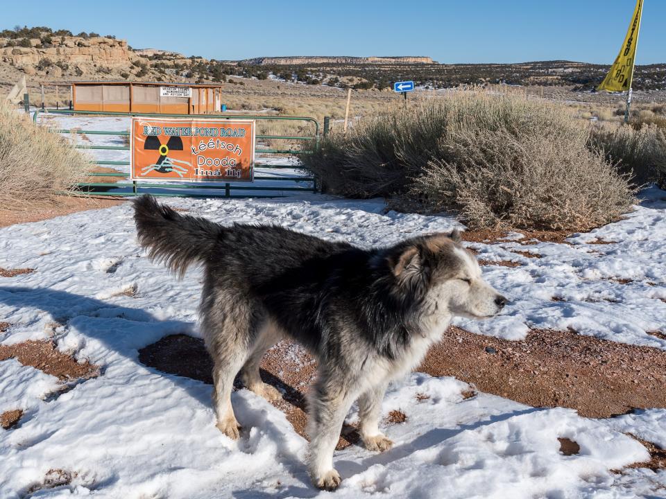 Dogs wander outside a community center located next to an abandoned uranium mine.