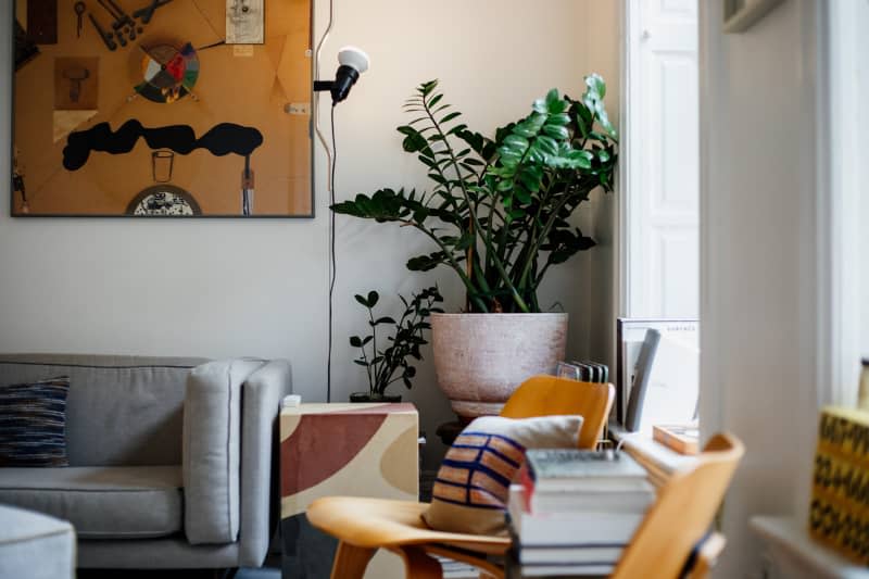 Potted plant in corner of light filled apartment.