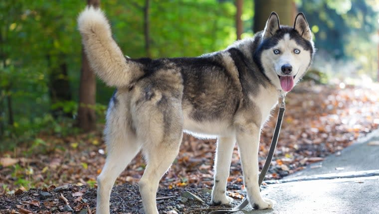 Missing Husky Thought To Be Living Wild in Forest for a Year