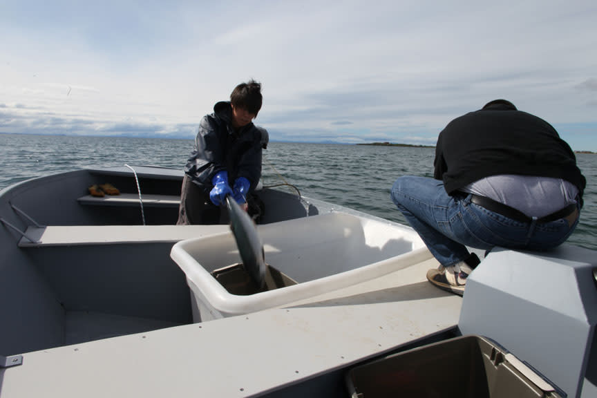 Native Alaskan Kirsty Coghill clearing her fishing net of salmon on Lake Iliamna.