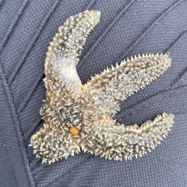 This lesion on a Forbes sea star (Asterias forbesi) marks the beginning of the wasting disease affecting sea stars off the coast of Maine and throughout much of the world.