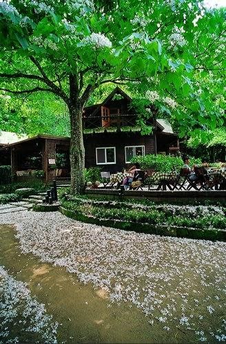 【2012桐花祭】苗栗桐遊浪漫，雪白花毯夢幻景點