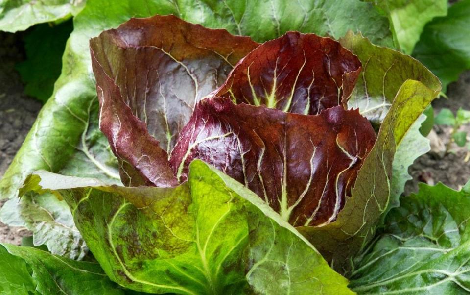 radicchio - Alamy