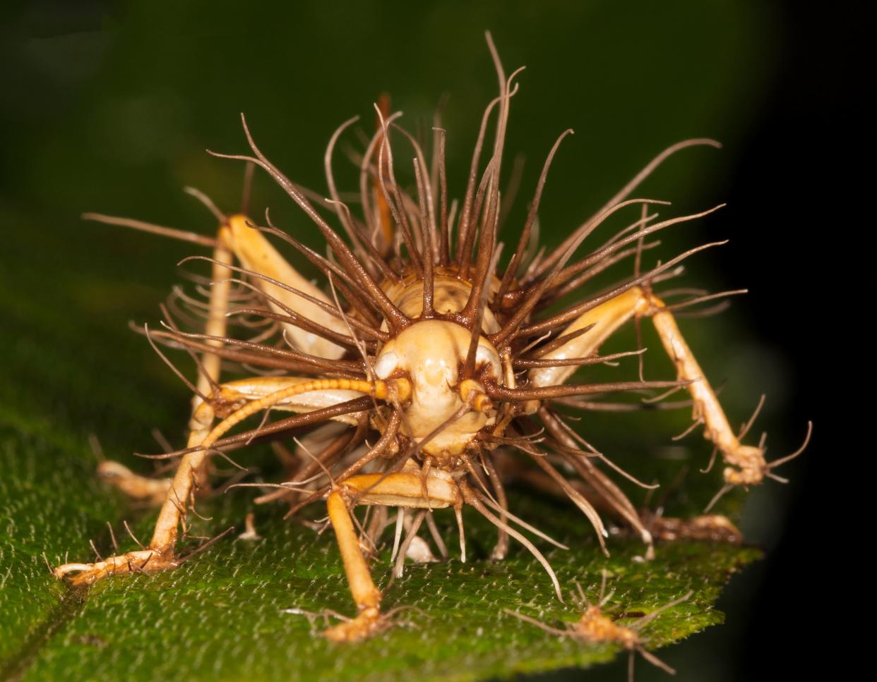 A Carolina leafroller cricket bristles with fungal fruiting bodies.