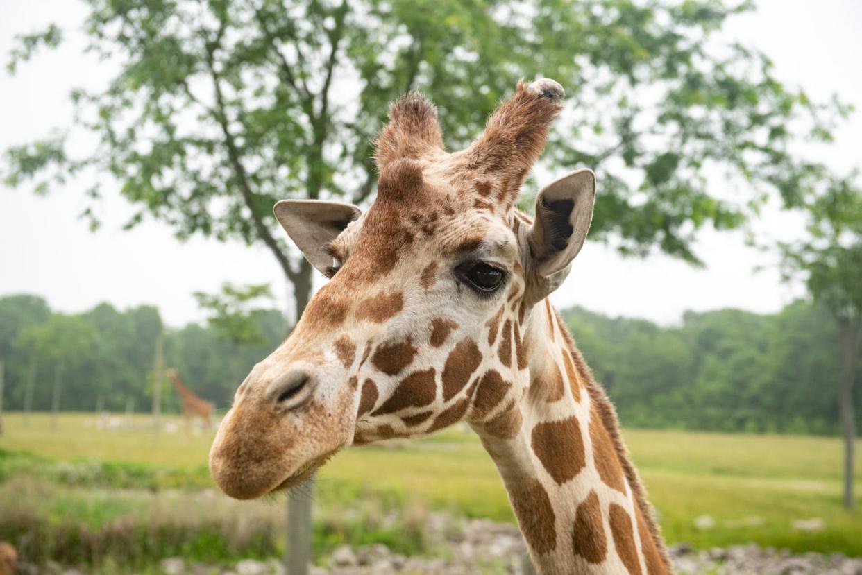 The Columbus Zoo and Aquarium is mourning the death of Shaggy the giraffe.