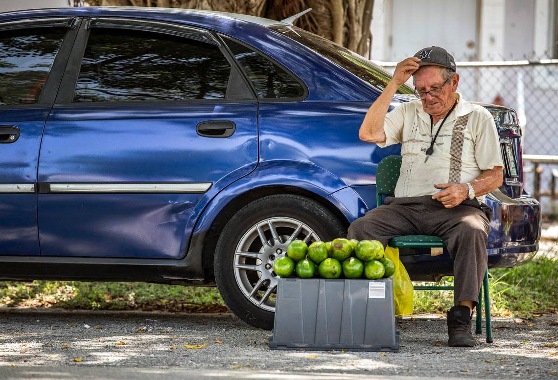 Evelio Plasencia cools off under the shade of a Banyan tree while waiting to sell his avocados to drive-by customers at $2 each at 4th street N.W. 35th Avenue in Miami on June 25, 2019. Al Diaz/adiaz@miamiherald.com