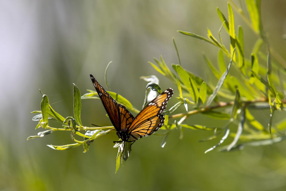 A butterfly rests on a bush along the Rio Grande River at the Santa Clara Pueblo farmlands in northern New Mexico, Monday, Aug. 22, 2022. (AP Photo/Andres Leighton)