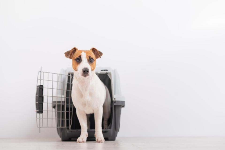 Dog owners are upset at how airlines are approaching having pets on board. Shutterstock