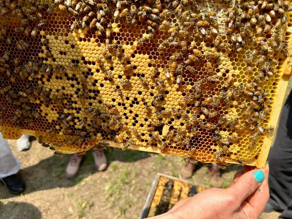 This frame from a HABA member’s hive holds bees storing honey. An upcoming demo will help members and beginning beekeepers learn more about capturing the honey.