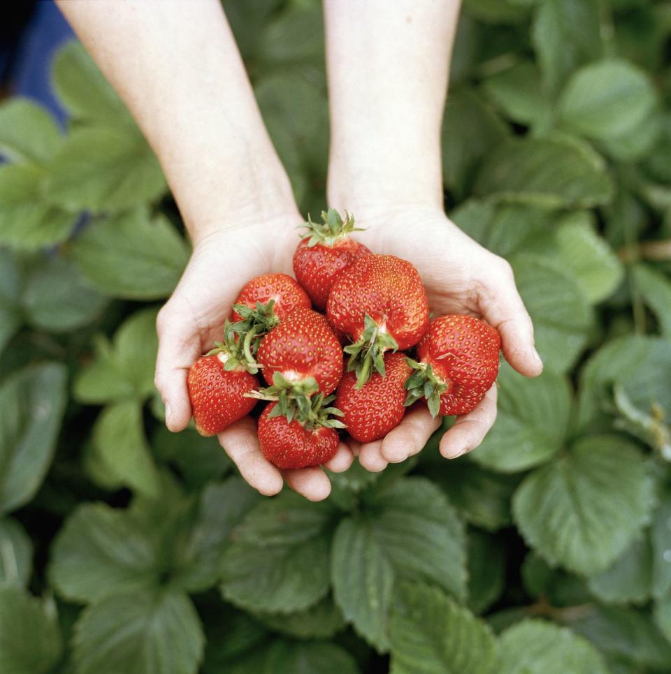 Sussex County Strawberry Farm