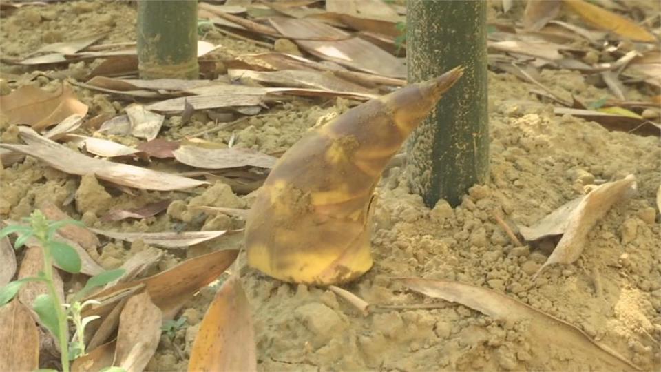 水情吃緊！ 嘉明湖「天使的眼淚」縮水成「荷包蛋」