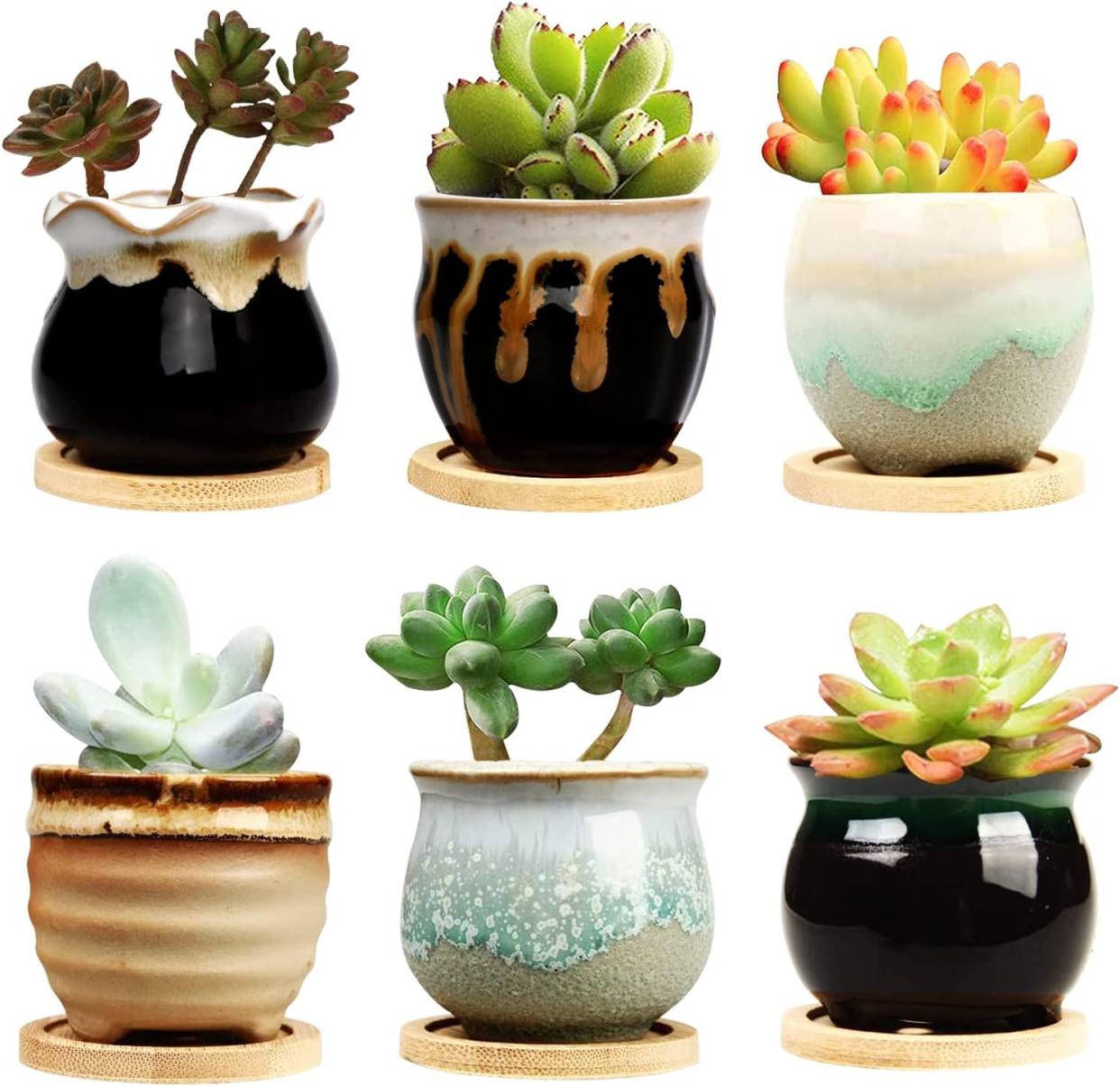 six varieties of succulent ceramic planters