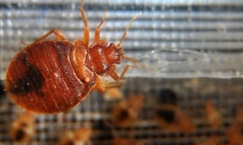 A Michigan woman has been hospitalised with second-degree burns after she attempted to exterminate bedbugs in her car by rubbing alcohol and setting fire to the vehicle. — AFP pic