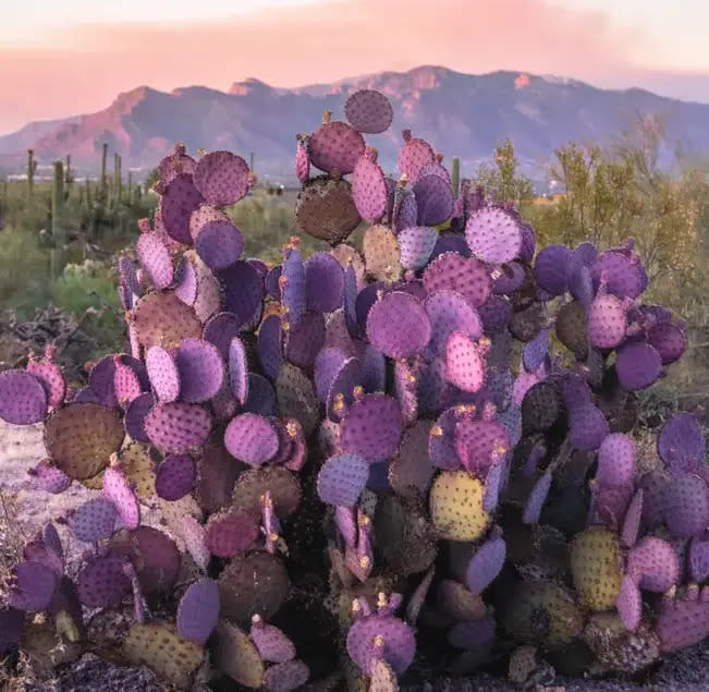 Nopales morados. Foto: Shutterstock