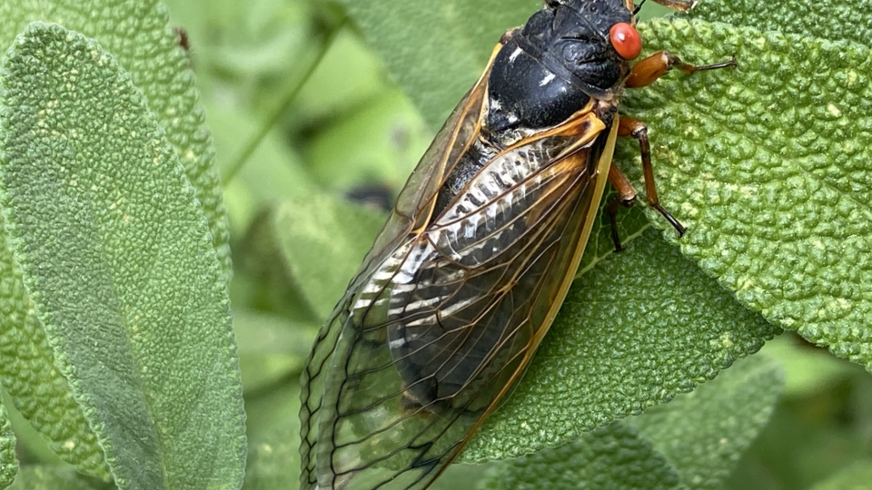 Closeup image of a cicada - Jeff Herge/iStockphoto