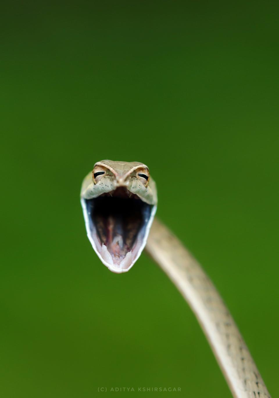 A snake with its mouth wide open, like it's laughing.