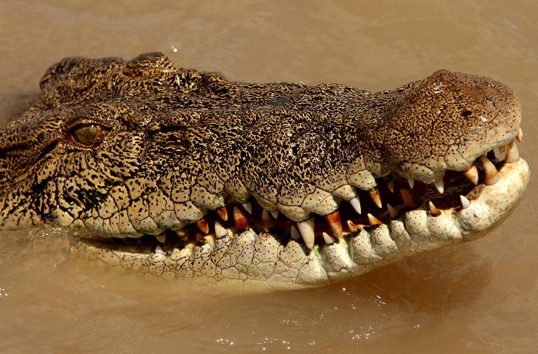 An estuarine crocodile in the Adelaide river near Darwin in Australia's Northern Territory on September 2, 2008