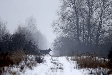 An elk runs in the 30 km (19 miles) exclusion zone around the Chernobyl nuclear reactor, near the village of Babchin, Belarus, January 27, 2016. REUTERS/Vasily Fedosenko