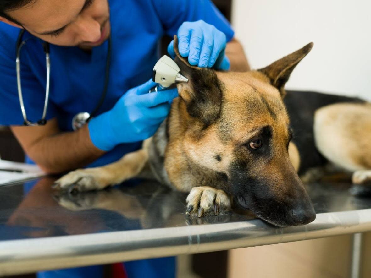 The College of Veterinarians of B.C would like to see more provincial funding dedicated to creating spaces for veterinarian students at the nearest eligible college for B.C. residents, which is in Saskatoon. Approximately 1,800 veterinarians are working in the province, but more are needed. (Shutterstock/Antonio Diaz - image credit)