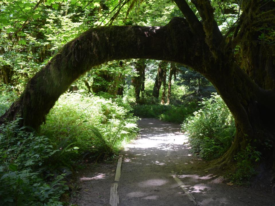 DSC_0169   Hoh Rainforest.JPG