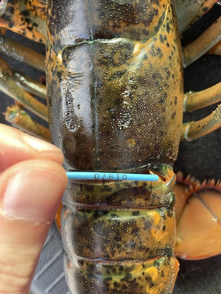 The lobster is able to age and molt its shell without losing the tag. They each have a unique identification number and a phone number to contact.