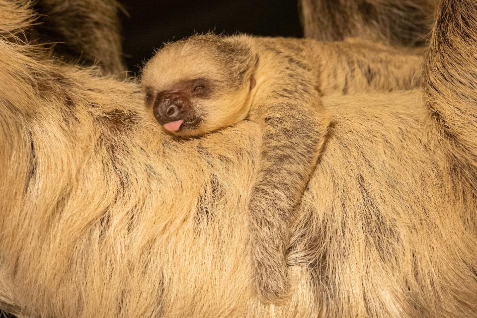 Baby Sloth Born New Year's Day at London Zoo