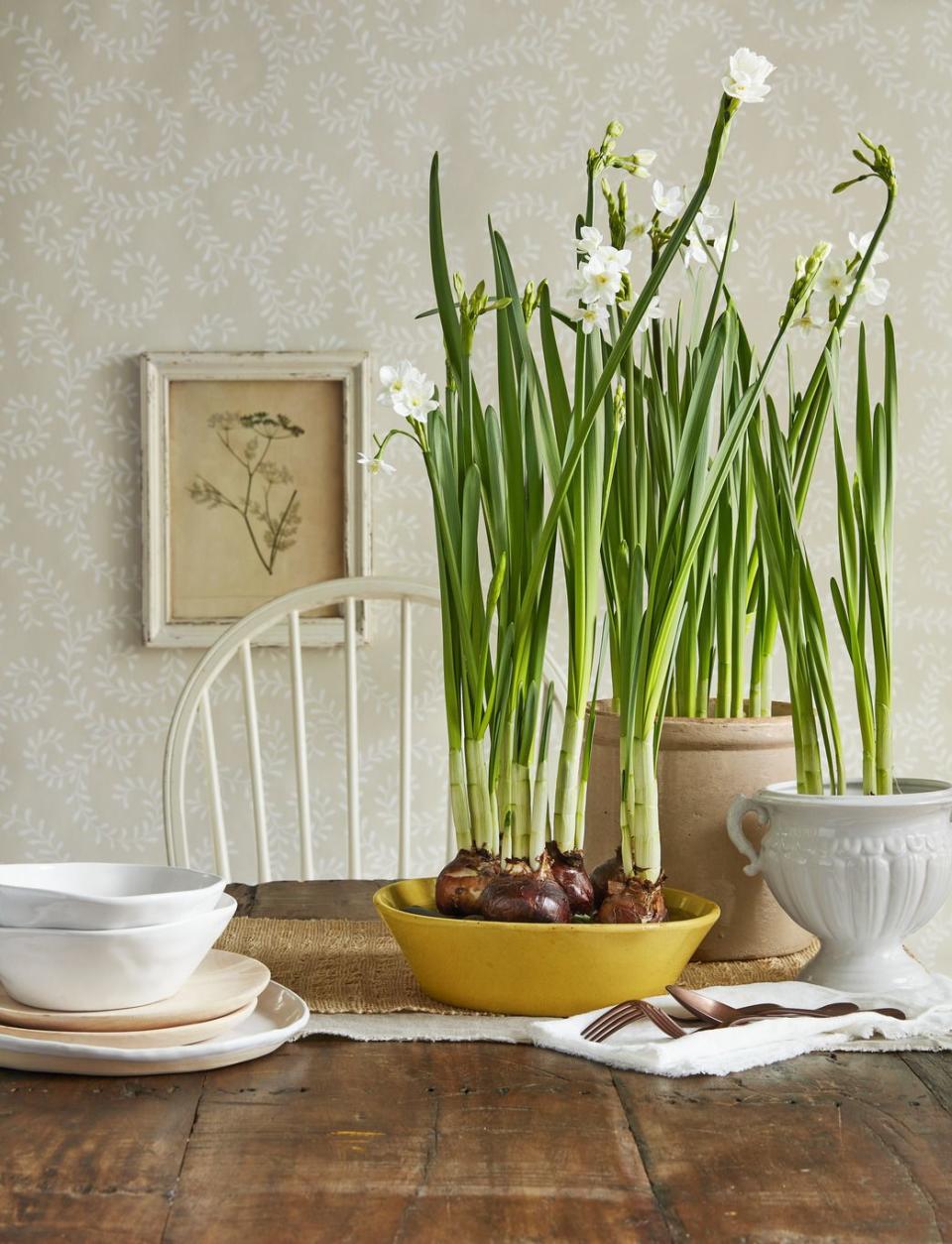 Paperwhites Winter Centerpiece