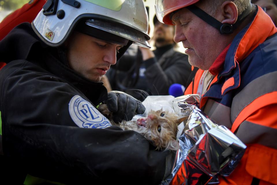Ukrainian rescuers attend to an injured cat.