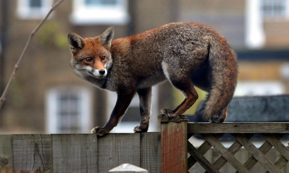 Urban fox