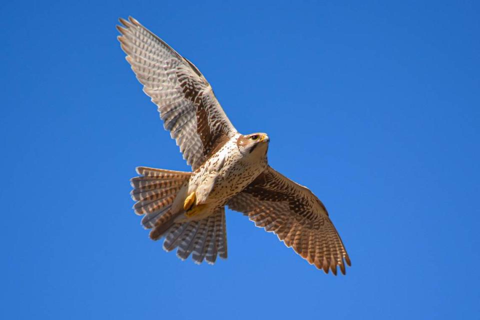 Scientists at Boise State University are tracking the flight paths of ten prairie falcons. Prairie falcons are about the size of a football and have dark brown feathers in what looks like an armpit. Their other feathers are light brown.