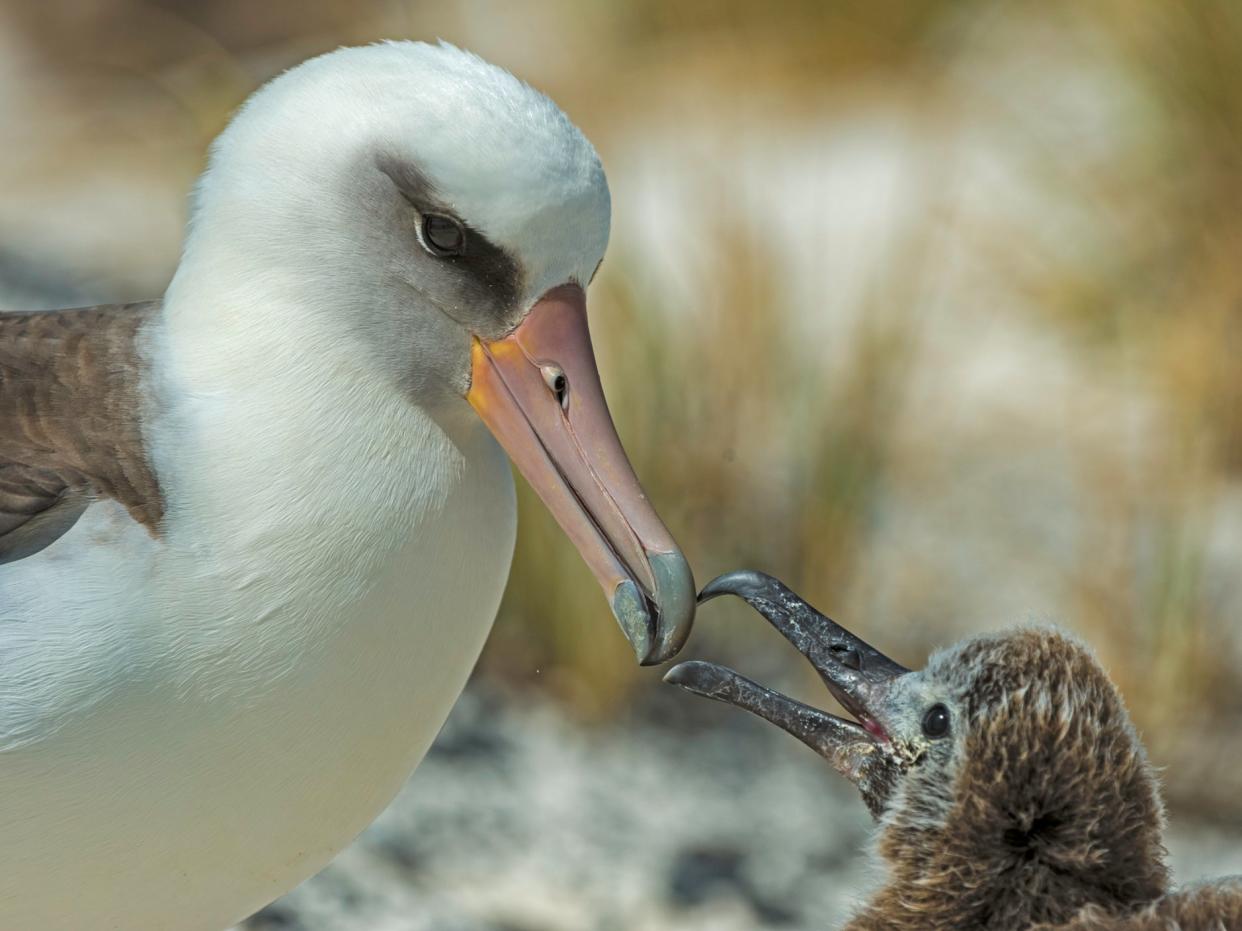 A Laysan albatross feeds its chick on Midway Atoll in the North Pacific. Albatrosses do not rear chicks every year (Getty)