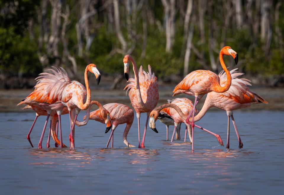 Pink flamingos in the Everglades. Taken with a Canon R5 Camera and a 100-500mm lens.